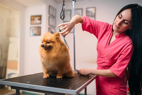 Salary ranges can vary widely depending on the city and many other important factors, including education, certifications, additional skills, the number of years you have spent in your profession. . Dog grooming salaries
